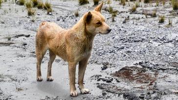 Defensora de los animales, activista en ONGs, icono en moda... ¡10 razones para amar a Mila Ximénez!