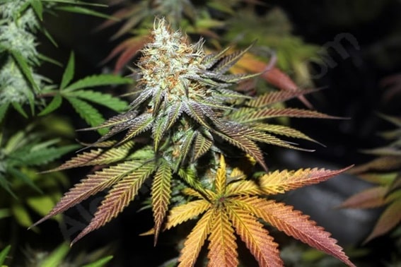 ¿Cuáles podrían ser los beneficios del cannabis para la salud?