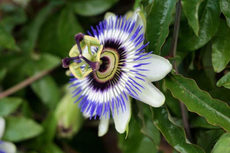 La pasiflora proviene de América Latina