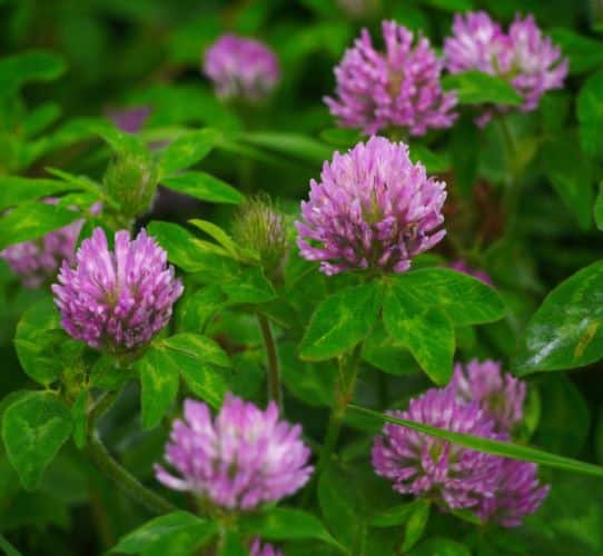 Las mejores plantas para mejorar tu salud y tu bienestar