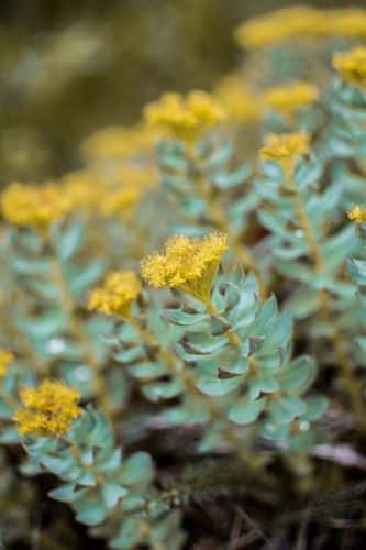 La rhodiola tiene importantes beneficios para la salud
