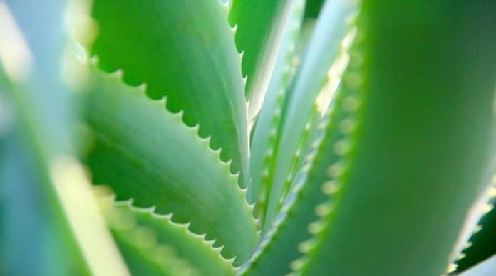 Remedios naturales para aliviar la sequedad vaginal: aloe vera