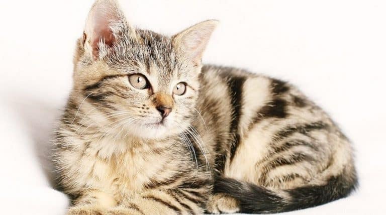 Lo mejor para tu gato