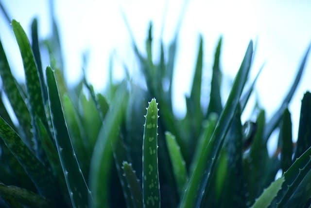 aloe vera