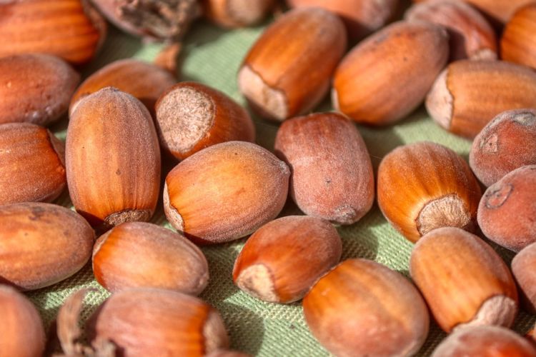 Avellanas