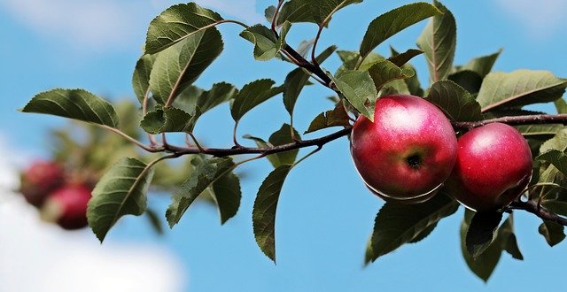 manzana piel