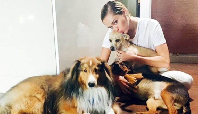 Paris Hilton, Miley Cyrus… estas son las mascotas que las acompañan en su día a día