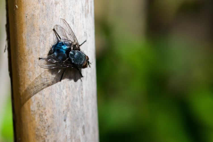 Así puedes deshacerte de mosquitos y moscas en tu cocina