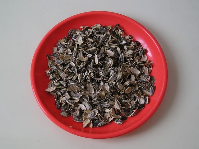 pipas girasol