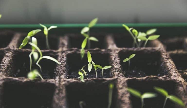 Verduras, frutas, hortalizas… Los kits de cultivo afianzan su posición en el mercado