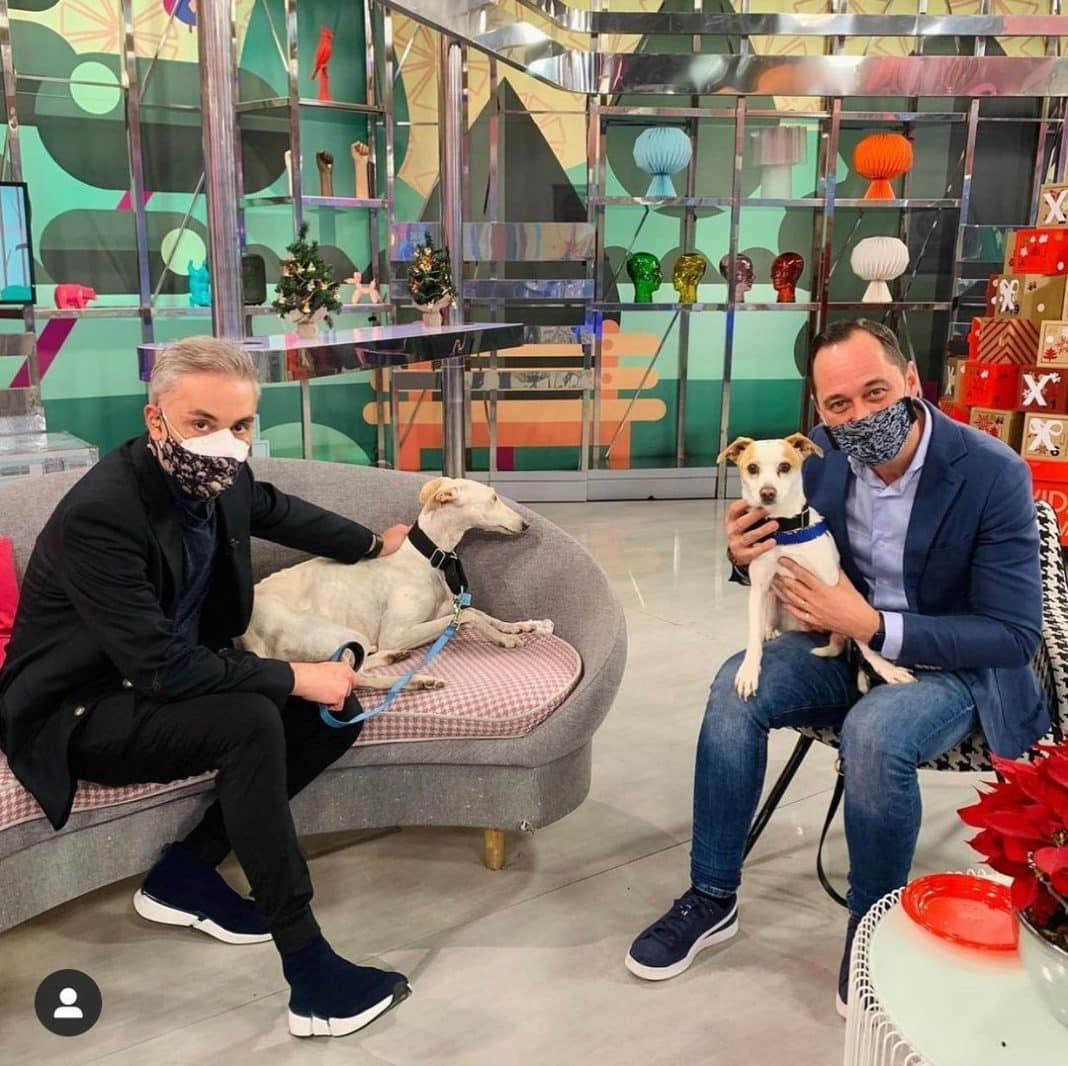 Kiko hernandez adopta perro maltratado cruelmente galgo nicoletta