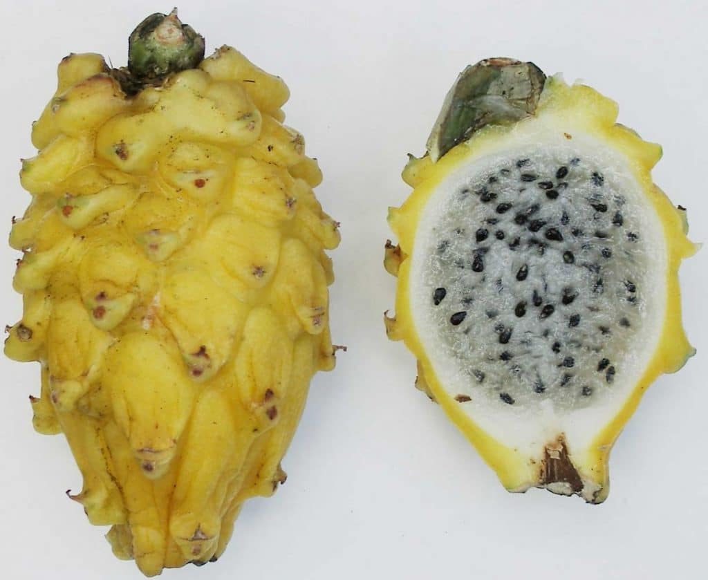 La pitaya: La fruta de moda a tu alcance en Lidl La pitaya: La fruta de moda a tu alcance en Lidl