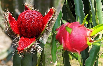 La pitaya: La fruta de moda a tu alcance en Lidl