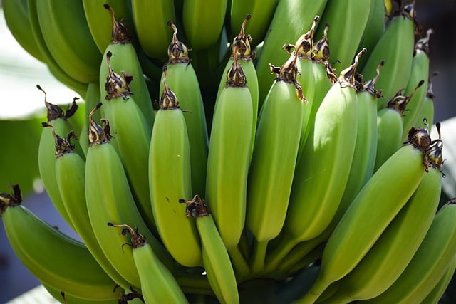 verde Curiosidades y beneficios del plátano según el color de su piel