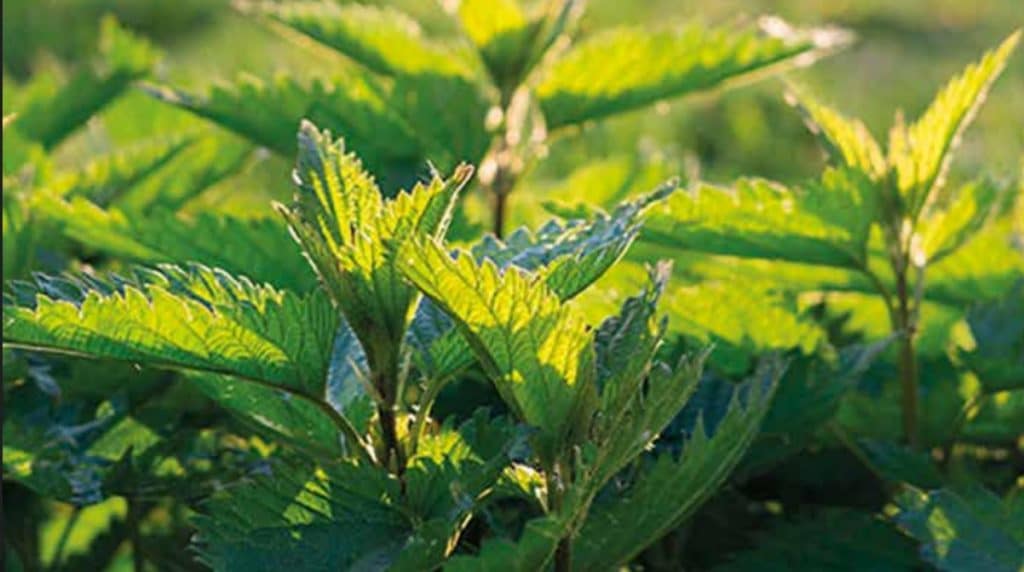 La menta y su poder purificante bio para las pieles mixtas y grasas, debilitadas por la contaminación