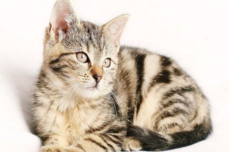 El gato y sus alergias