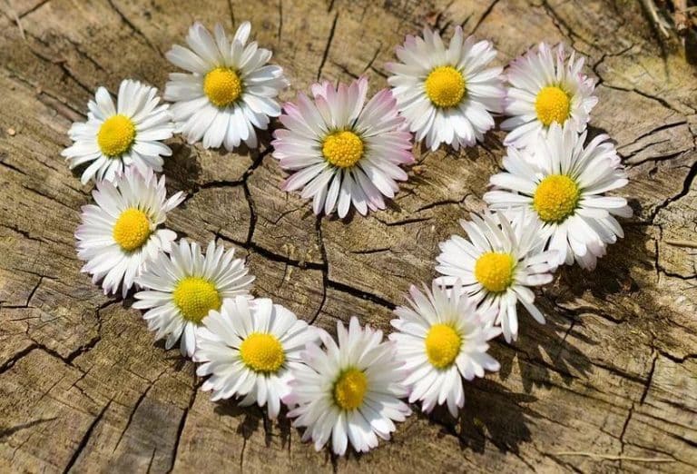 ¿Me quiere o no me quiere?
