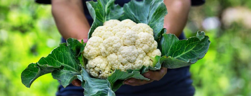 Coliflor gratinada: la receta adictiva que vas a hacer una y otra vez