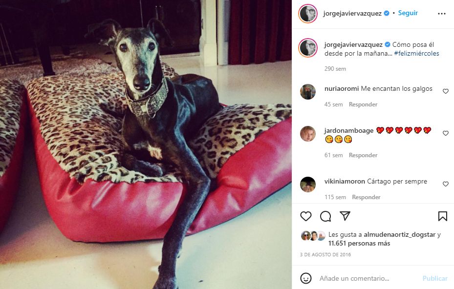 Cartago instagram Jorge Javier Vázquez perro