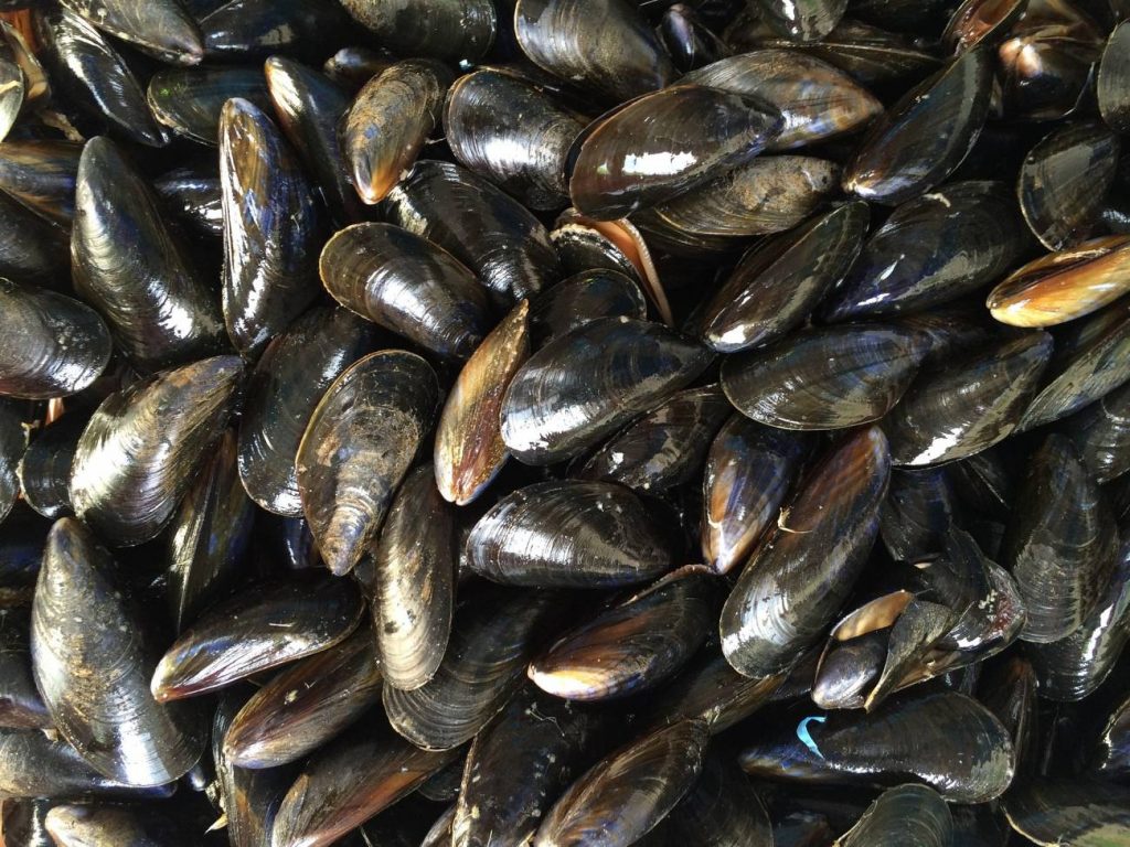 mejillones