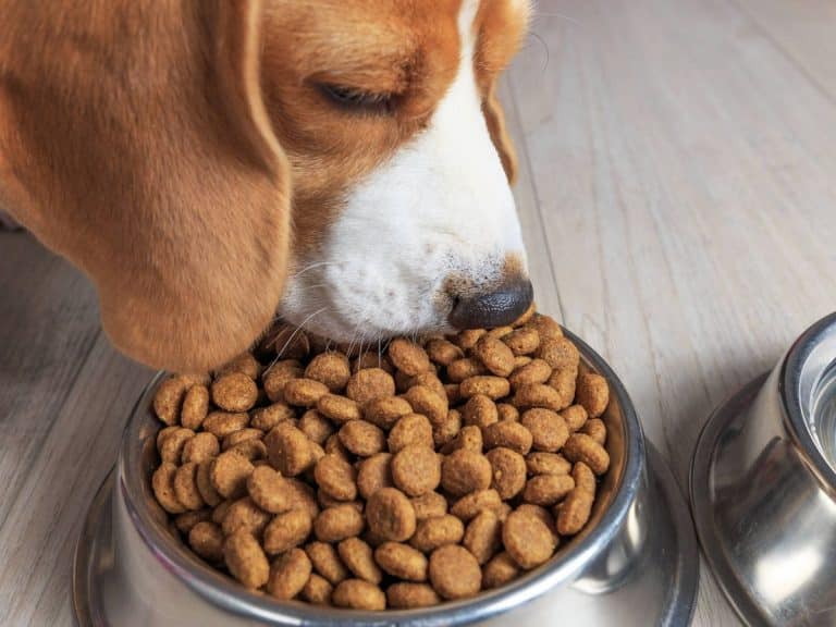 Los mejores piensos para perros del mercado según la OCU