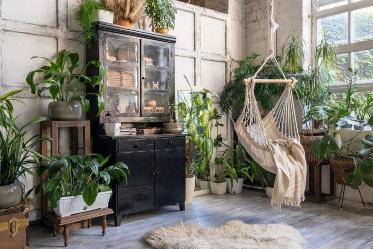 Estas son las plantas de interior más resistentes y fáciles de cuidar