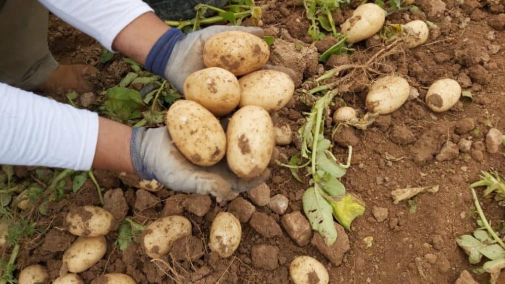 alor nutricional del jugo de patatas