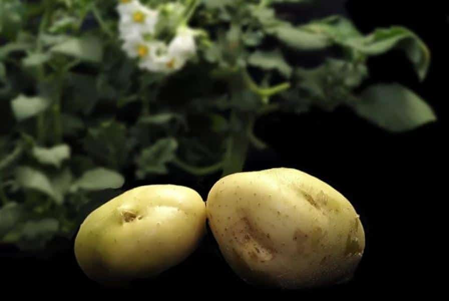 El jugo de patatas actúa como antiinflamatorio