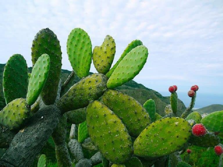Descubre los grandes beneficios estéticos del aceite de higo chumbo