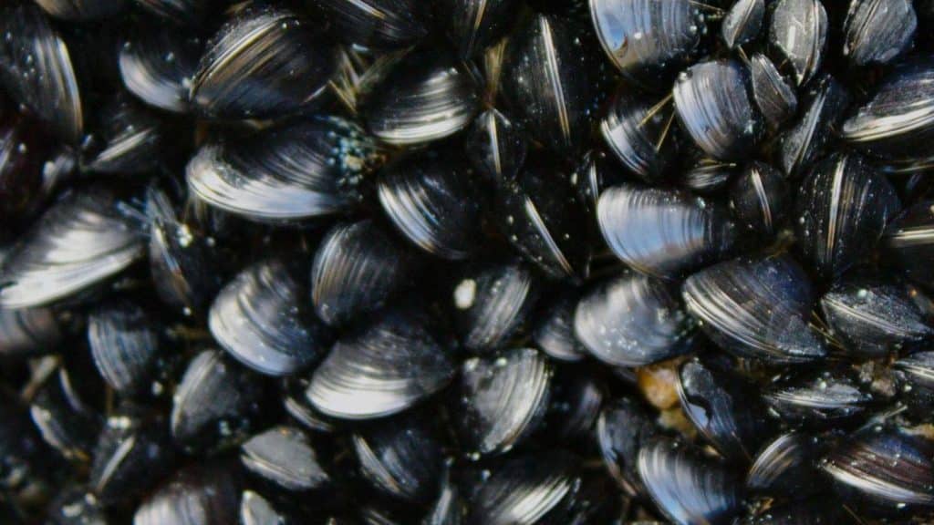 mejillones