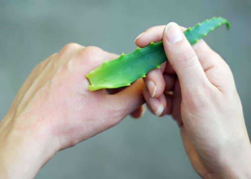 Aloe vera para tus manos