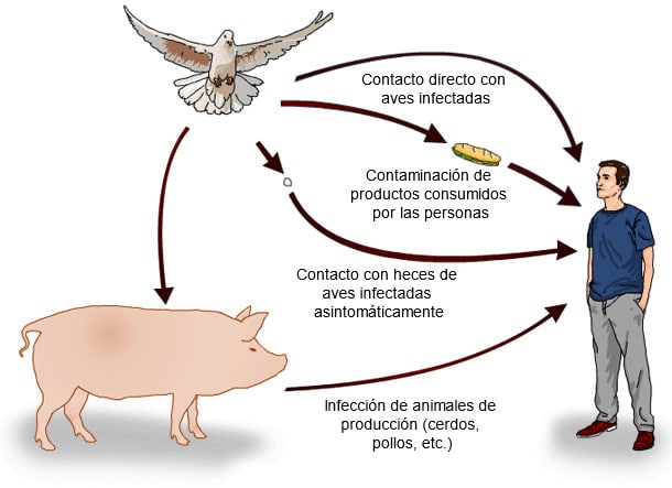 Las peores enfermedades que te puede transmitir un animal