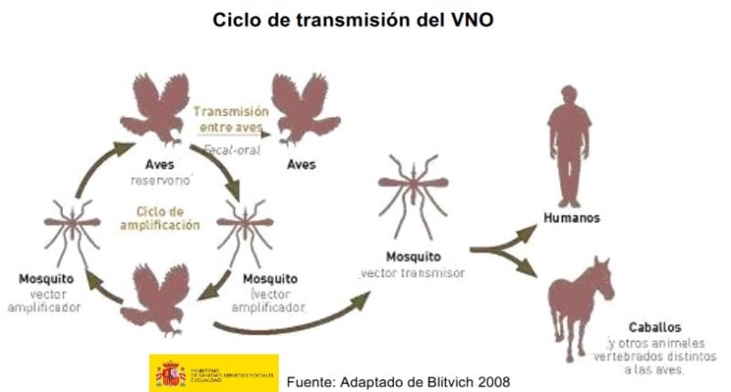 Las peores enfermedades que te puede transmitir un animal