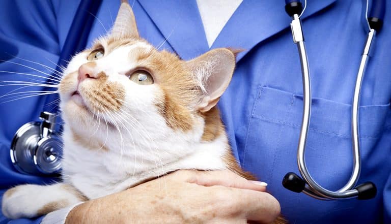 Las peores enfermedades que te puede transmitir un animal