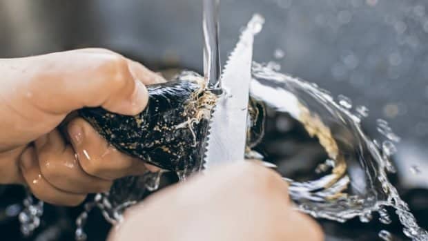 Mejillones tigre: cómo hacerlos para que estén sabrosos Mejillones tigre: cómo hacerlos para que estén sabrosos