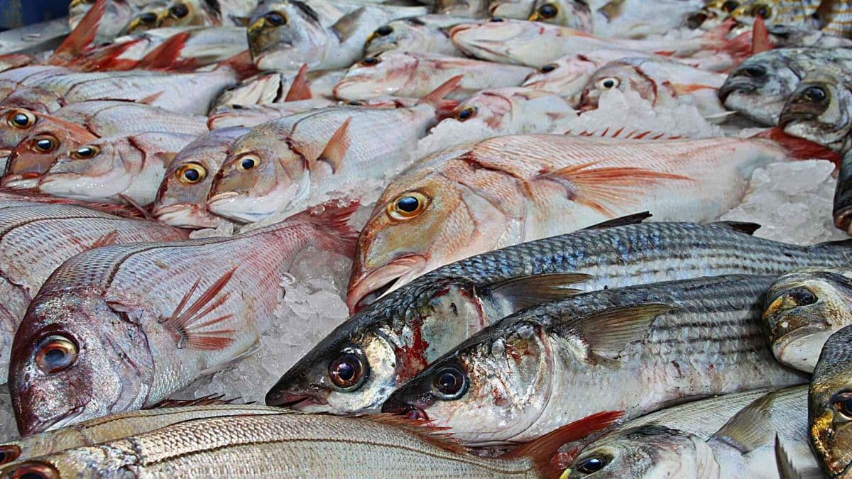 pescado Rollitos de lenguado: La receta gourmet que solo te llevará media hora