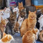 gatos Esta es la raza de gato que debes elegir según tu signo del zodiaco
