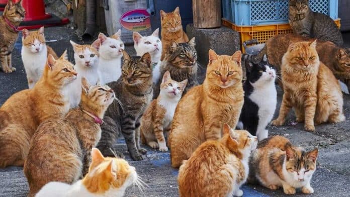 gatos