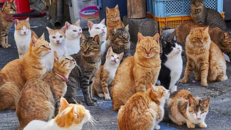 Esta es la raza de gato que debes elegir según tu signo del zodiaco