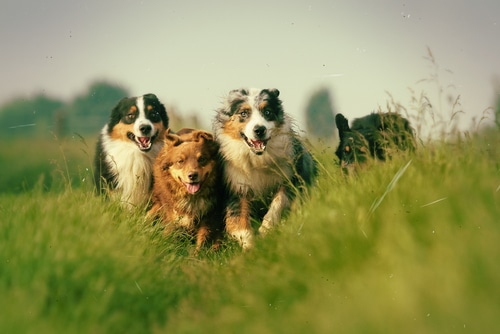 Si tu perro tiene alguno de estos síntomas puede tener diabetes