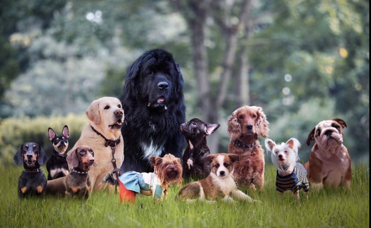 Si tu perro tiene alguno de estos síntomas puede tener diabetes