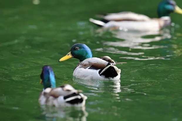 Estos son los colores más extraños que no conoces