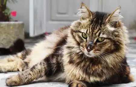 Estas son las razas de gatos que son más amigables 