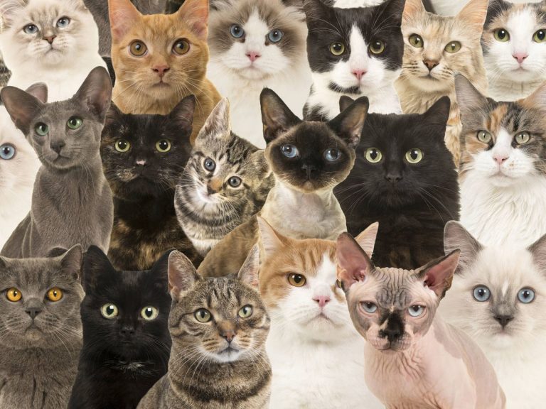 Estas son las razas de gatos que son más amigables 