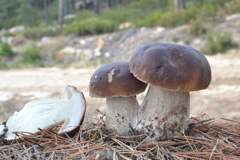 croquetas de boletus