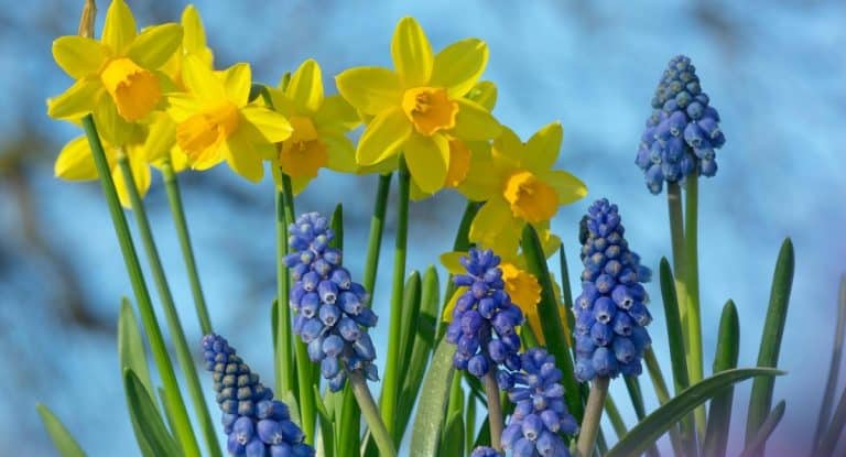 Flores y plantas de primavera típicas que puedes regalar