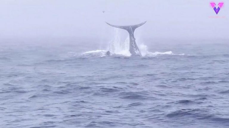 La increíble exhibición de una ballena que saluda a los observadores de un barco