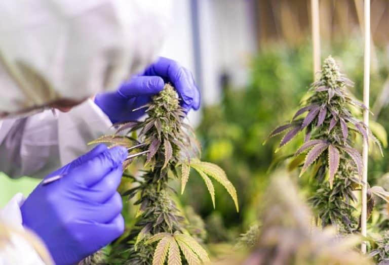 CBD vs THC: ¿Cuál es la diferencia y los efectos en el organismo?