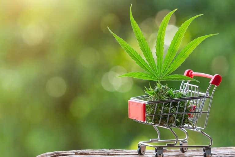 Un estudio innovador sobre el cannabis encuentra que el CBD puede reducir los efectos psicoactivos del THC