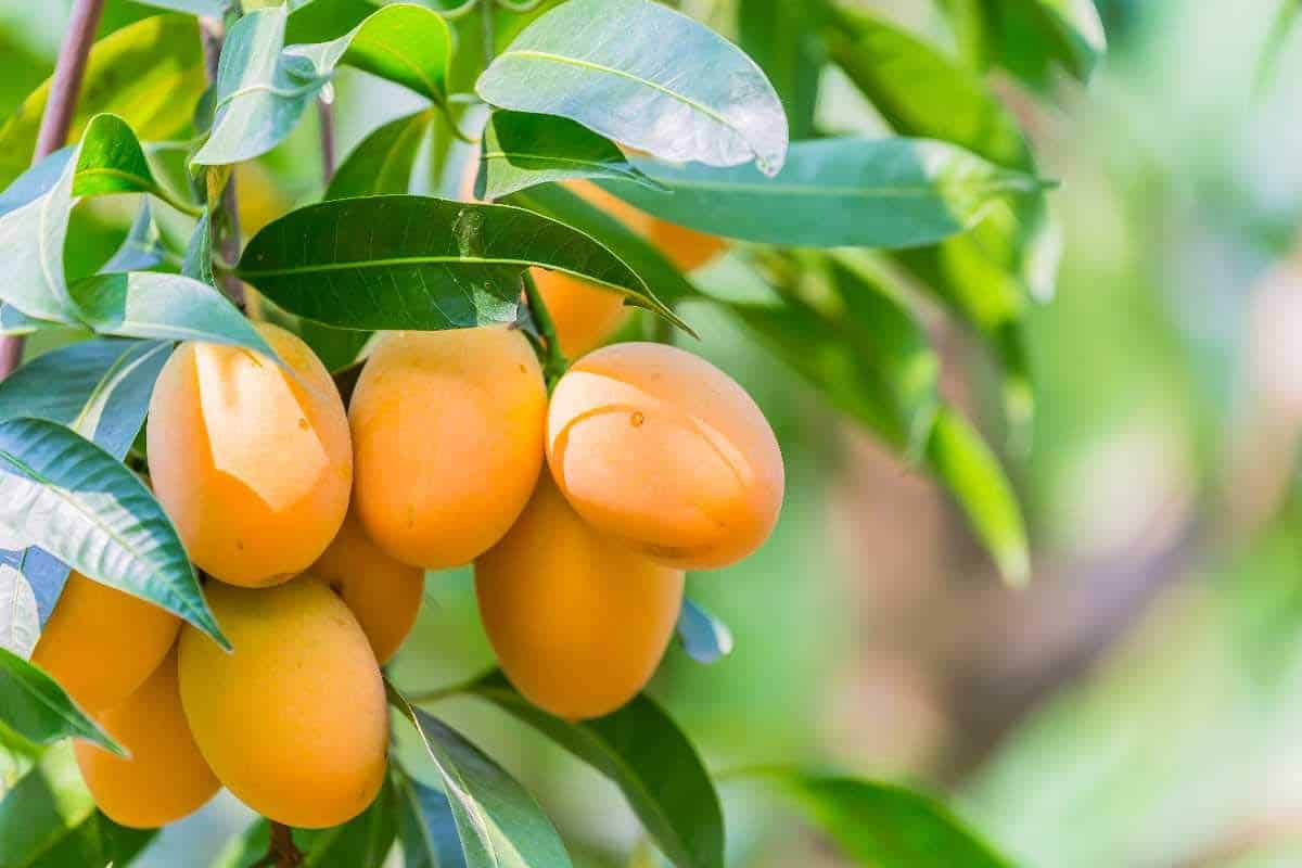 El mango contribuye a una mejor salud renal